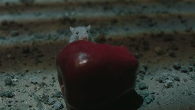 Once_Upon_A_Time_-_S01E02_28440829.jpg