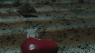 Once_Upon_A_Time_-_S01E02_28441329.jpg