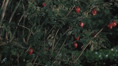 Once_Upon_A_Time_-_S01E02_28765729.jpg
