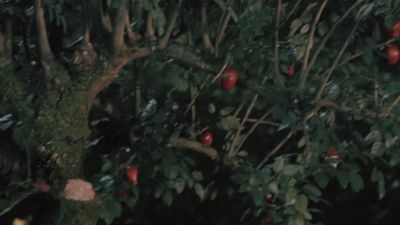 Once_Upon_A_Time_-_S01E02_28766029.jpg